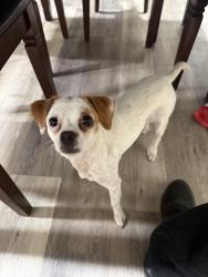 Reunited Female Dog last seen Near oakhill dr, Austell, GA 30168