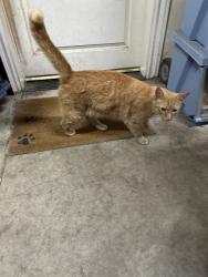 Found/Stray Male Cat last seen Milton Street and Beard Rd, Fremont, CA 94555