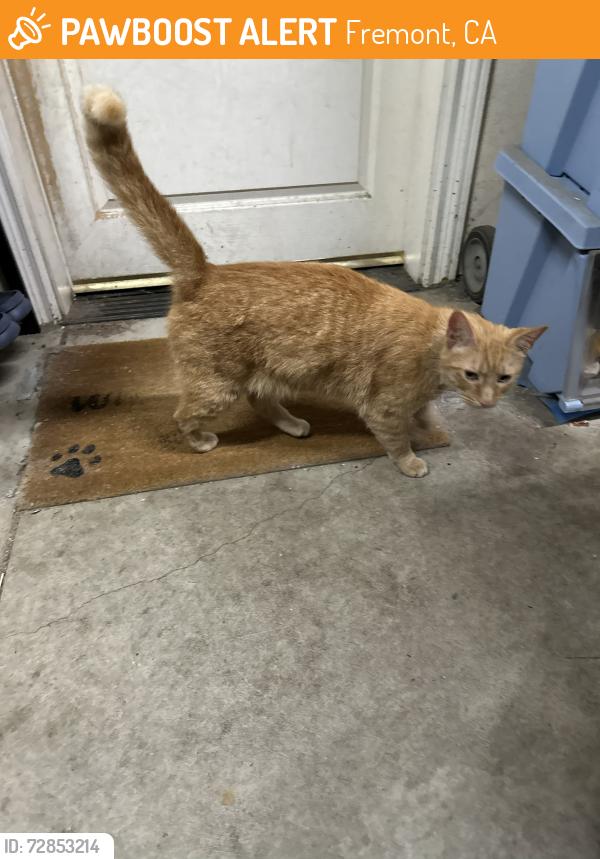 Found/Stray Male Cat last seen Milton Street and Beard Rd, Fremont, CA 94555