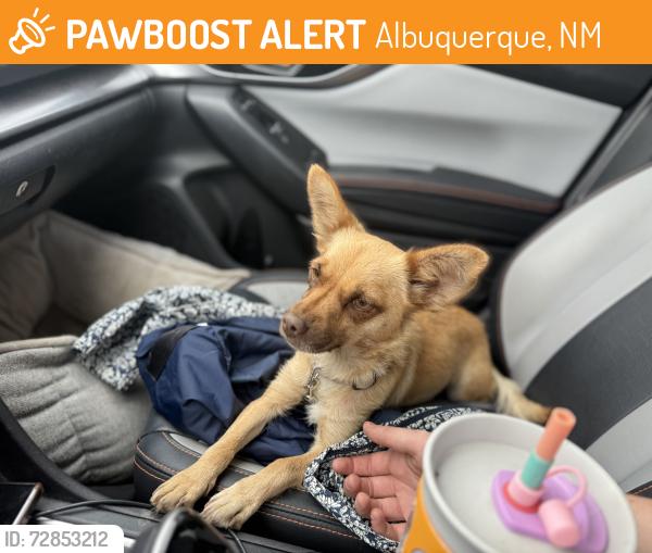 Found/Stray Female Dog last seen Myers RV, Albuquerque, NM 87123