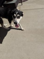 Found/Stray Female Dog last seen Tarragona & Medina, Murrieta, CA 92562