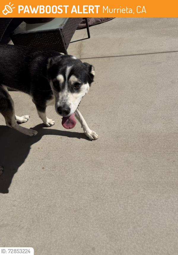Found/Stray Female Dog last seen Tarragona & Medina, Murrieta, CA 92562