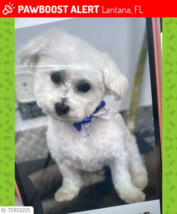 Lost Male Dog last seen Island Estates, Lantana, FL 33462