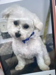 Lost Male Dog last seen Island Estates, Lantana, FL 33462