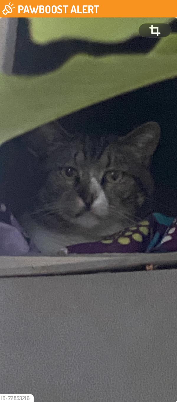 Found/Stray Unknown Cat last seen Yellowstone, Huntington Beach, CA 92648