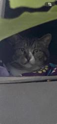 Found/Stray Unknown Cat last seen Yellowstone, Huntington Beach, CA 92648