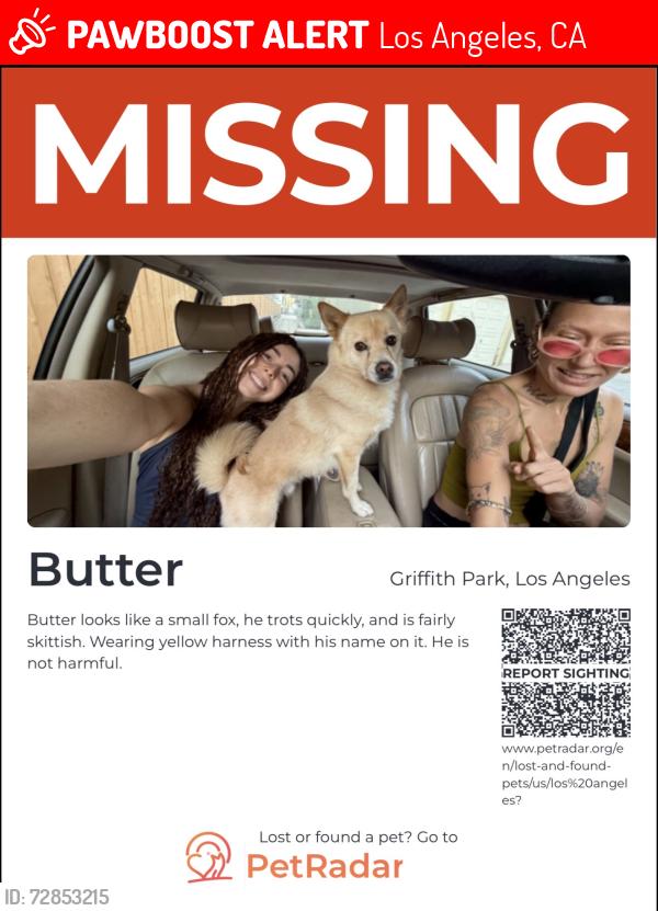 Lost Male Dog last seen Vermont Canyon Trail Hike on the curves on the side of the mountain, Los Angeles, CA 90027