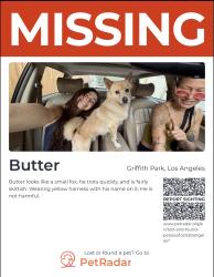 Lost Male Dog last seen Vermont Canyon Trail Hike on the curves on the side of the mountain, Los Angeles, CA 90027