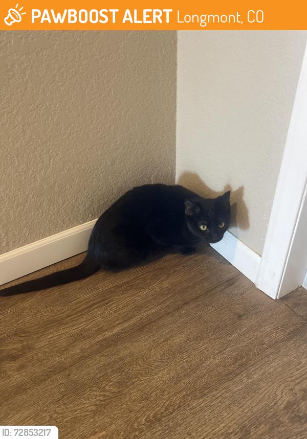 Found/Stray Female Cat last seen Building i 201, Longmont, CO 80504