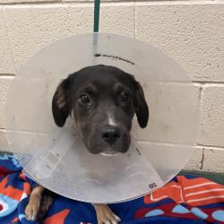 Shelter Stray Male Dog last seen , Memphis, TN 38133