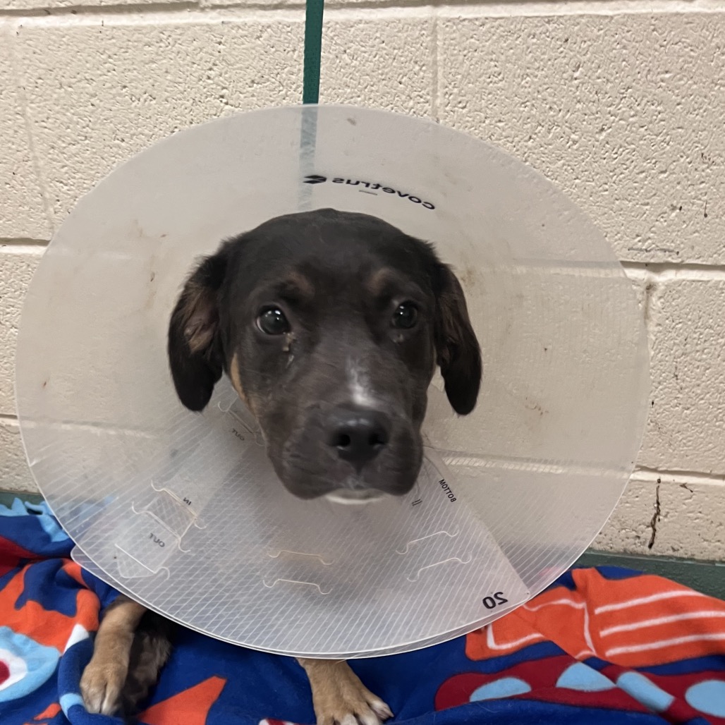 Shelter Stray Male Dog last seen , Memphis, TN 38133