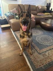 Found/Stray Female Dog last seen Cedar st, Huntington, WV 25705
