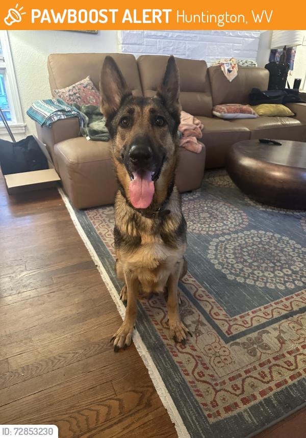 Found/Stray Female Dog last seen Cedar st, Huntington, WV 25705