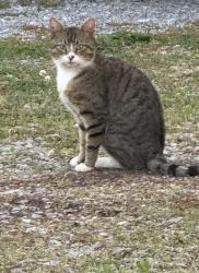 Found/Stray Unknown Cat last seen Walter Ln/Gainesboro Grade, Cookeville, TN 38501