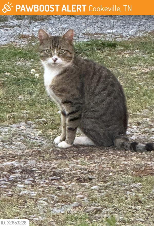 Found/Stray Unknown Cat last seen Walter Ln/Gainesboro Grade, Cookeville, TN 38501