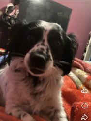 Lost Female Dog last seen Closest to the Waffle hse in west rome, Rome, GA 30165