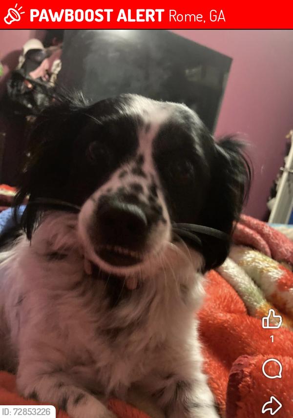 Lost Female Dog last seen Closest to the Waffle hse in west rome, Rome, GA 30165