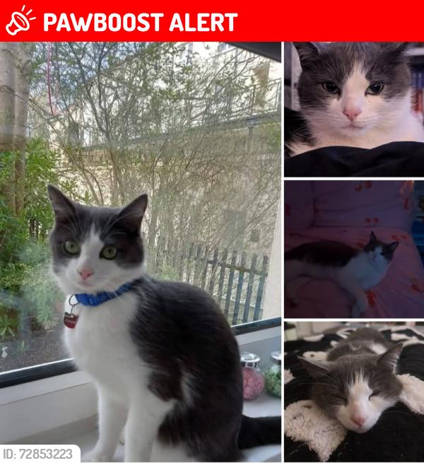 Lost Male Cat last seen Manswood community centre , Glasgow City, Scotland G43 2AE