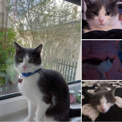 Lost Male Cat last seen Manswood community centre , Glasgow City, Scotland G43 2AE