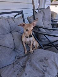 Found/Stray Male Dog last seen 16th street northeast Hickory , Hickory, NC 28601