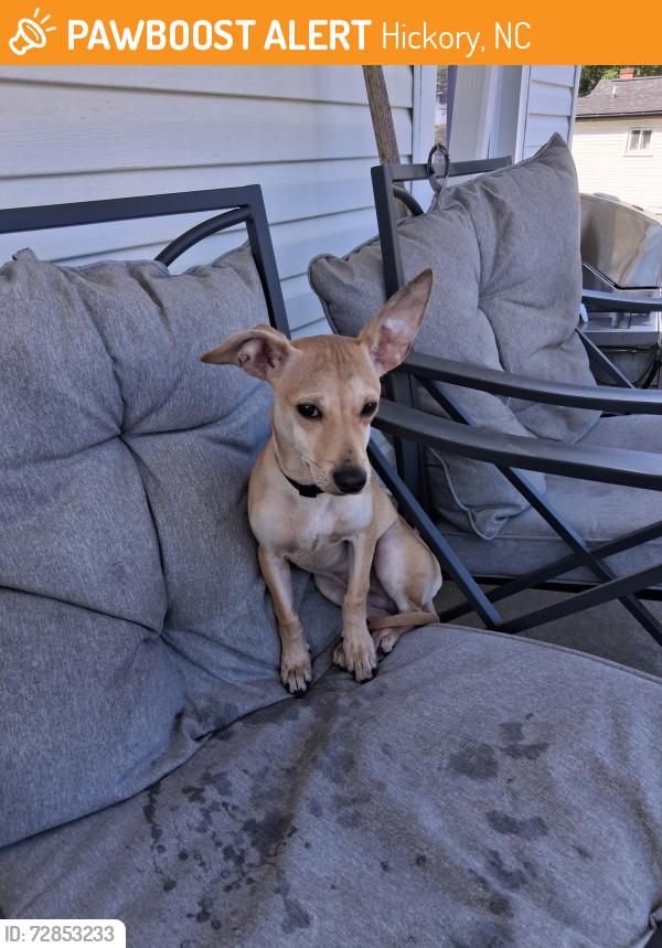 Found/Stray Male Dog last seen 16th street northeast Hickory , Hickory, NC 28601