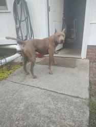 Found/Stray Male Dog last seen Aaron lakes West, Fayetteville, NC 28304