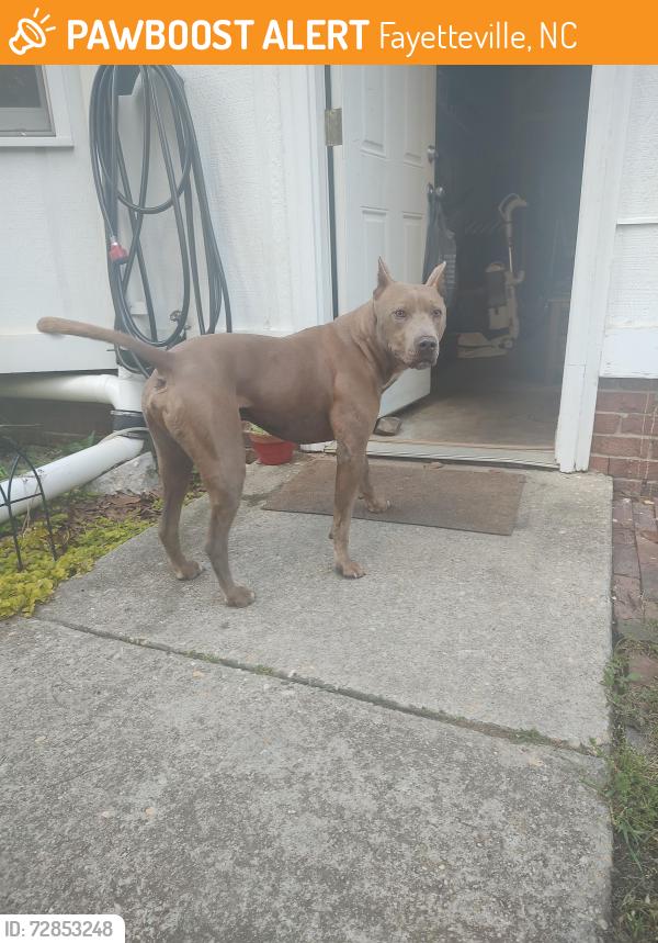 Found/Stray Male Dog last seen Aaron lakes West, Fayetteville, NC 28304