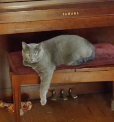 Lost Male Cat last seen Central Parkway and Park Lake Drive, DeLand, FL 32724