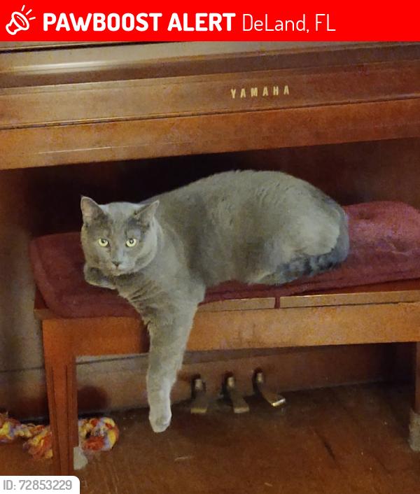 Lost Male Cat last seen Central Parkway and Park Lake Drive, DeLand, FL 32724