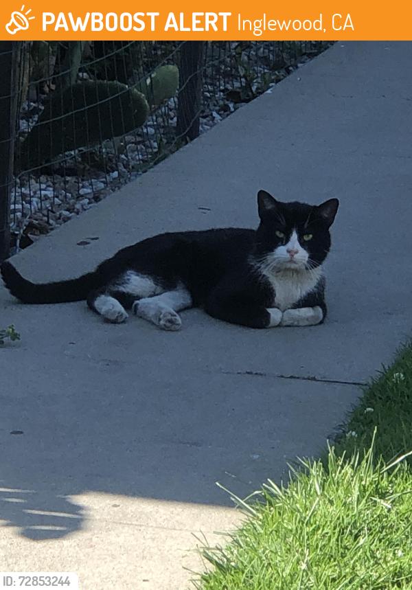 Found/Stray Unknown Cat last seen Century and Myrtle , Inglewood, CA 90301