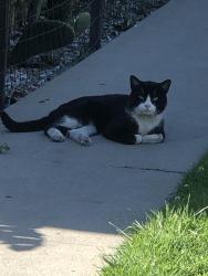 Found/Stray Unknown Cat last seen Century and Myrtle , Inglewood, CA 90301