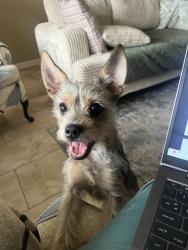 Lost Male Dog last seen West centerville by QT, Garland, TX 75043
