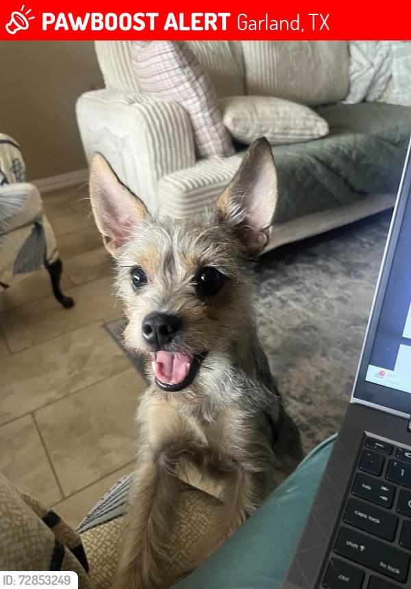 Lost Male Dog last seen West centerville by QT, Garland, TX 75043