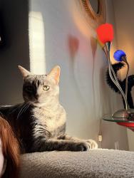 Reunited Female Cat last seen Near Twin Creek Rd 78642, Manchaca, TX 78652