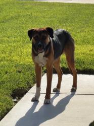 Found/Stray Female Dog last seen Cimmeron Ranch - June St/Vermont St, San Bernardino, CA 92407