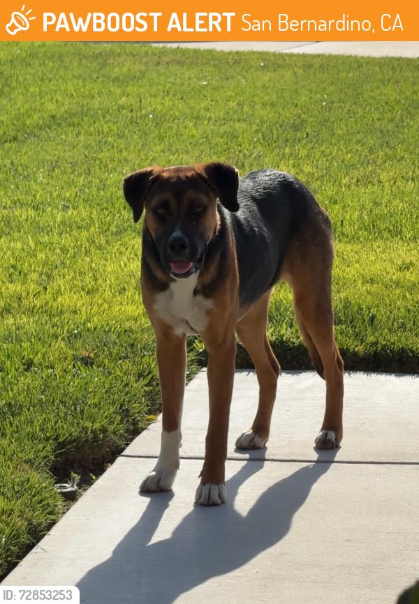 Found/Stray Female Dog last seen Cimmeron Ranch - June St/Vermont St, San Bernardino, CA 92407