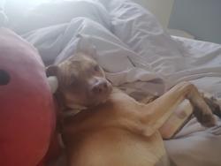 Lost Male Dog last seen Del mar park, Aurora, CO 80011