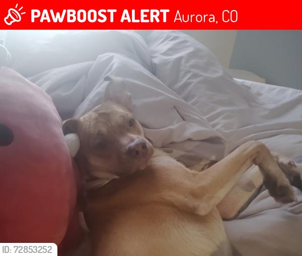Lost Male Dog last seen Del mar park, Aurora, CO 80011