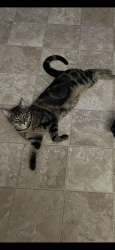 Lost Male Cat last seen Highview pl , Port Moody, BC V3H 1M9