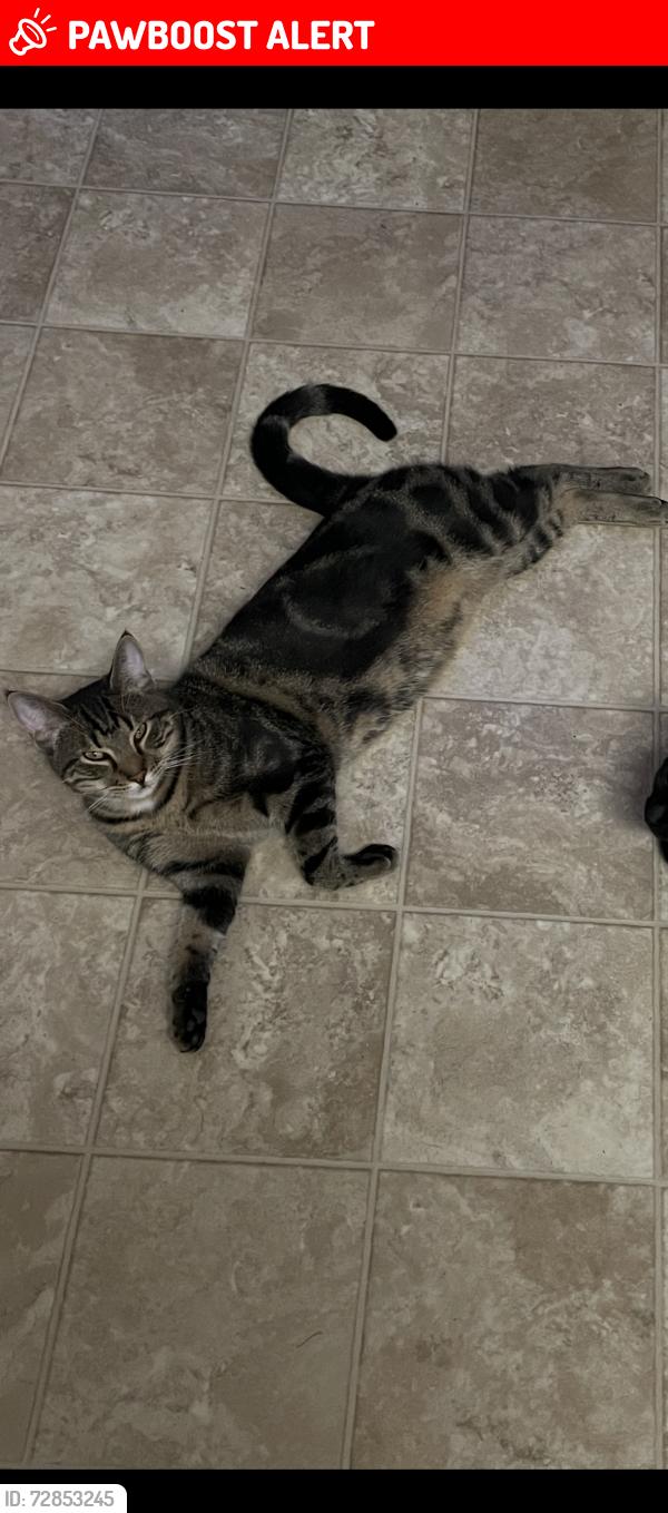 Lost Male Cat last seen Highview pl , Port Moody, BC V3H 1M9
