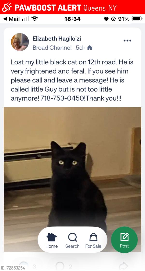 Lost Male Cat last seen Cross Bay Blvd., Queens, NY 11693