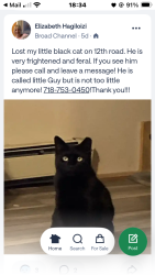 Lost Male Cat last seen Cross Bay Blvd., Queens, NY 11693