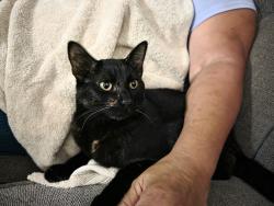 Lost Female Cat last seen Autozone , Los Angeles, CA 91343