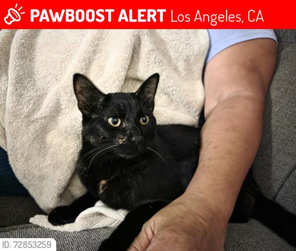 Lost Female Cat last seen Autozone , Los Angeles, CA 91343