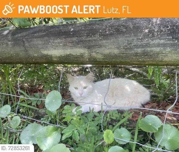 Found/Stray Male Cat last seen The grand at cypress cove apmt complex, Lutz, FL 33549
