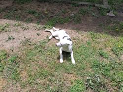 Found/Stray Unknown Dog last seen Harry & Meridian, Wichita, KS 67213