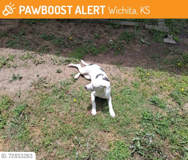 Found/Stray Unknown Dog last seen Harry & Meridian, Wichita, KS 67213