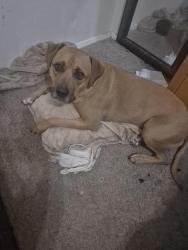 Lost Male Dog last seen Baseline and 48th Street , Tempe, AZ 85282
