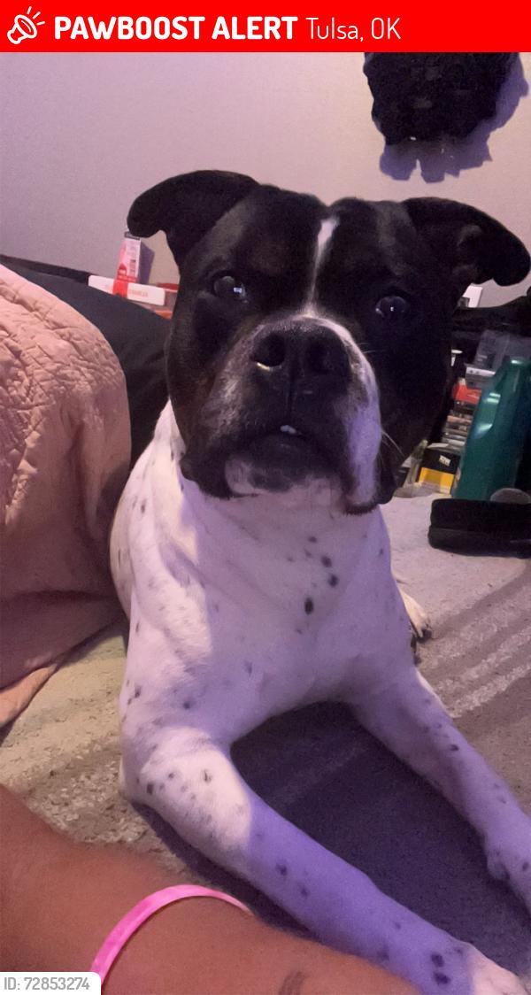 Lost Male Dog last seen 51st east tulsa, Tulsa, OK 74105
