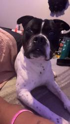 Lost Male Dog last seen 51st east tulsa, Tulsa, OK 74105